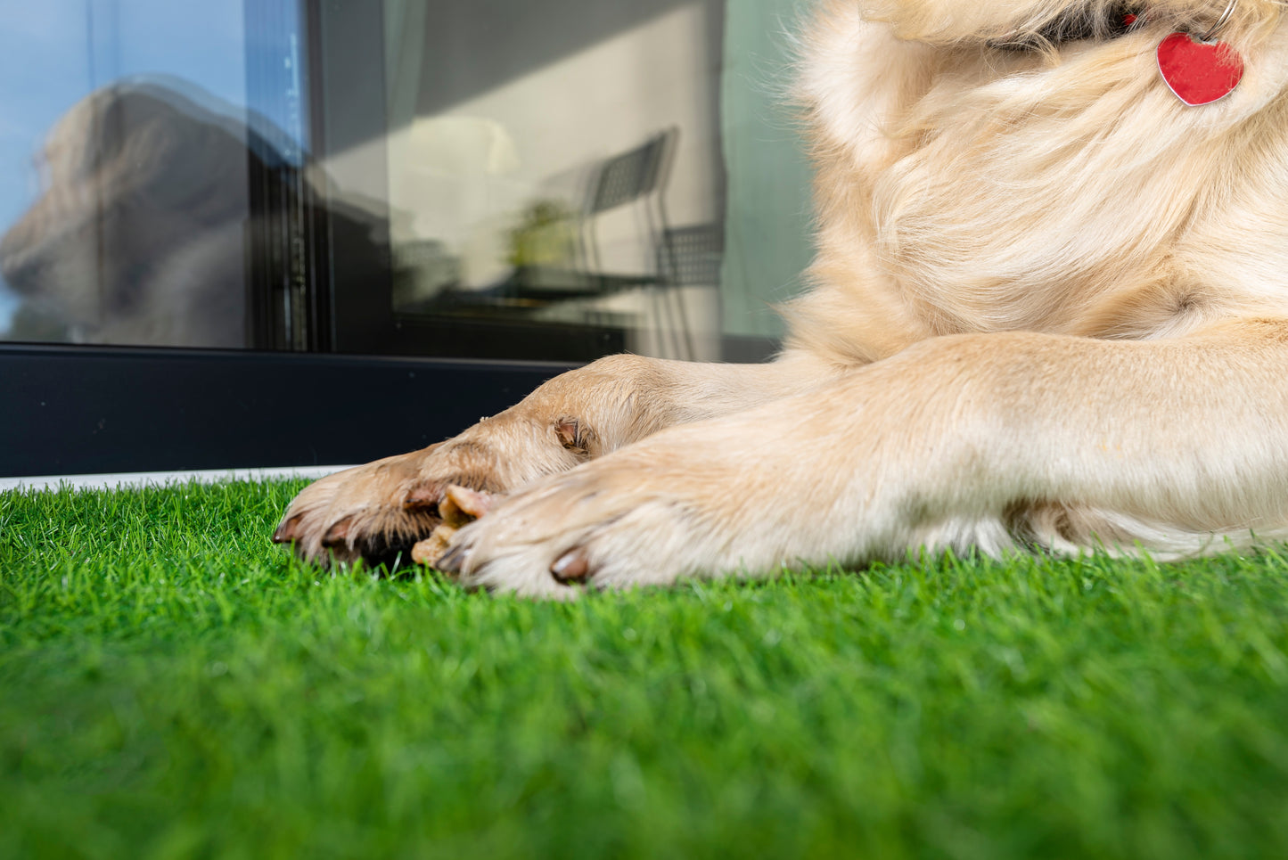 A golden retriever dog lies on artificial grass in front of patio doors.