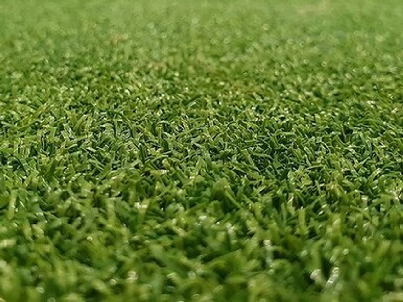 Putting Golf Grass 15mm